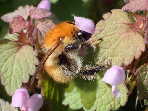Réf. 228 569 : Bombus pascuorum
